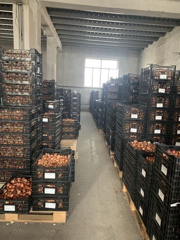 тюльпан оптом бишкек: Принимаем заказы на луковицу тюльпана, гиацинта, крокуса — 4