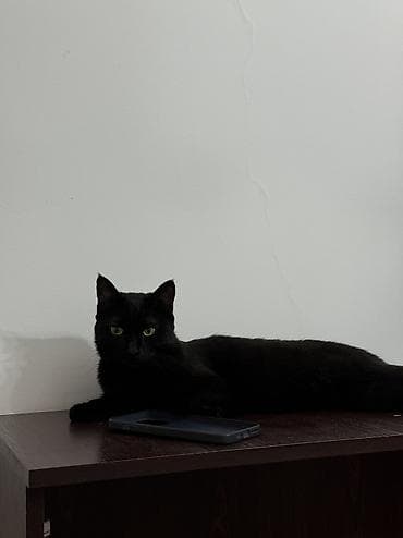 Вязка кошек: Кошка даром: Беспородная, Девочка, Приучена к лотку — 3