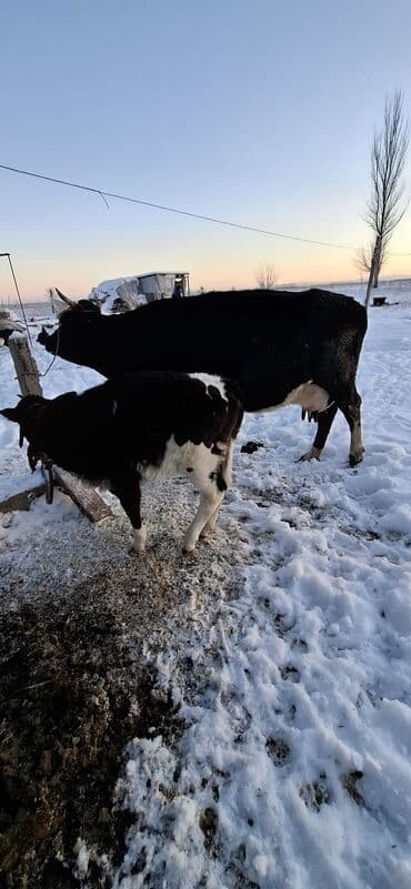 Продаю | Корова (самка) | Полукровка | Для молока | Привязанные