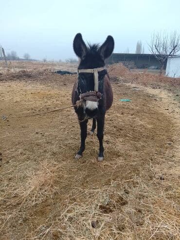 Грызуны: Осёл (домашний, рабочий) - Порода: домашний осёл, тёмно-бурая масть с — 2