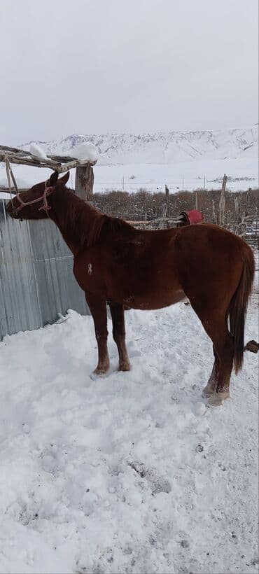 купить измельчитель травы и сена: Продаю | Жеребенок | Рабочий — 4