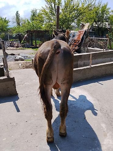 рамка для пчелы: Продаю | Бык (самец) | На откорм | Племенные — 3