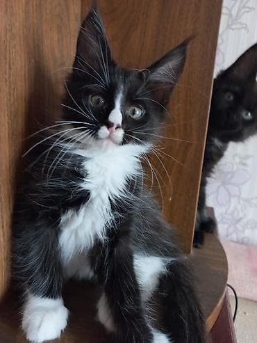 сиамский кошка: 🐾🐈Котята мейн-кун готовы к переезду! Отличный помёт с шикарными — 5