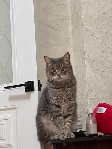 Үй жаныбарлары: 🐱 Шотландский кот ищет добрый дом Продаётся ласковая и игривая — 3