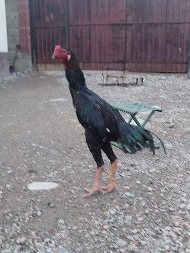 теннисный стол цена ош: Электровелосипед, Б/у — 5