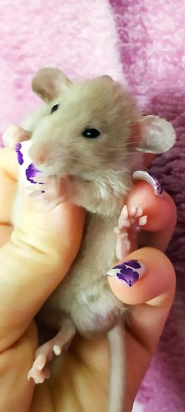 Келемиштер: Питомник Rat Hause Love: предлагаются красивейшие лысые и волосатые — 2