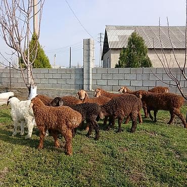 Продаю | Ягненок | Для разведения | Племенные at lalafo.kg Продаю | Ягненок | Для разведения | Племенные