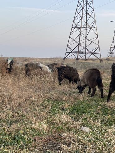 продажа щенков немецкой овчарки в бишкеке с документами: Продаю | Коза (самка), Козлёнок — 4