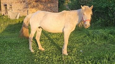 продажа домашних животных: Продаю | Конь (самец) | Рабочий | Мерин — 5