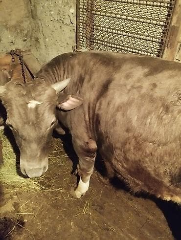 собака бульдог: Продаю | Бык (самец) | На откорм | Привязанные — 2