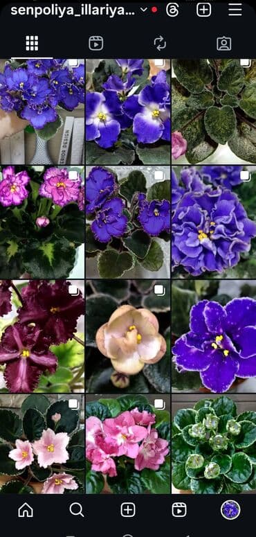 купить луковицы тюльпана: В продаже трейлерные (ампельные и кустовые)фиалки: детки, стартеры(от — 29