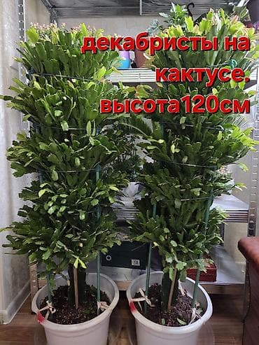 горный воздух: Антуриум и кротон в кашпо - Антуриум с белыми прицветниками и — 10