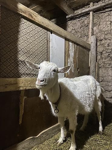 коровы самка: Продаю | Коза (самка) | Для молока — 2