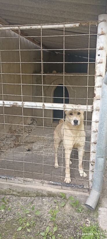 питомники собак бишкек: Алабай, 5 лет, Самец, С прививкой — 2