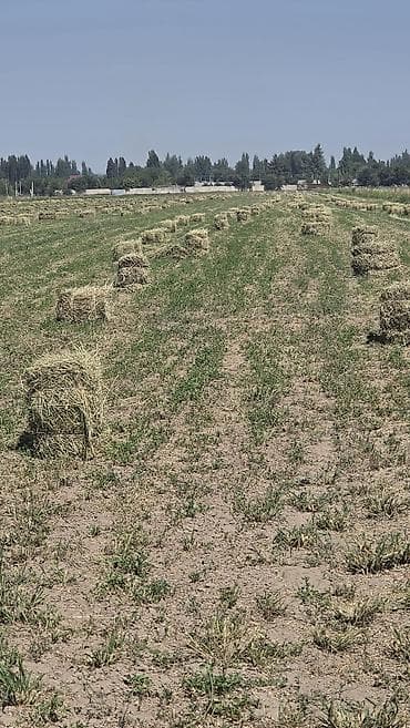 Сено в тюках, полевая заготовка. - Культуры: луговые травы/злаки с — 3