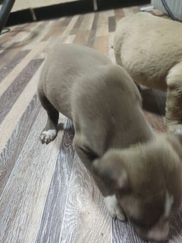 бульдог цена: Щенки К Продаже готовы Питбуль кушают самостоятельно 3500за 1 Срочно — 7