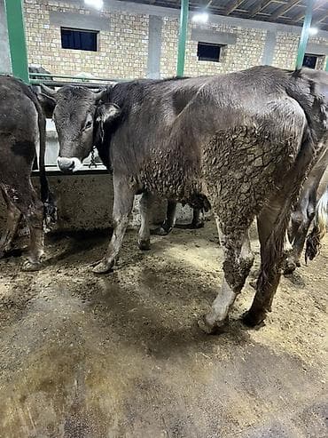 дамашный курица: Продаю | Корова (самка) | Для разведения — 3