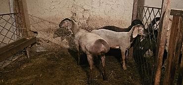 мясо индоутки: Продаю | Овца (самка), Баран (самец) | Арашан | На забой, Для разведения — 4