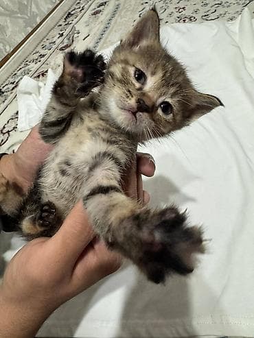 одежда для котов: Котята, домашнее выращивание. - Окрас: один черно-белый (маска на — 3