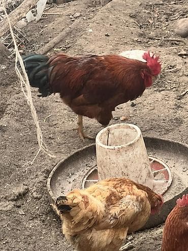 Продаю | Петух | Для разведения