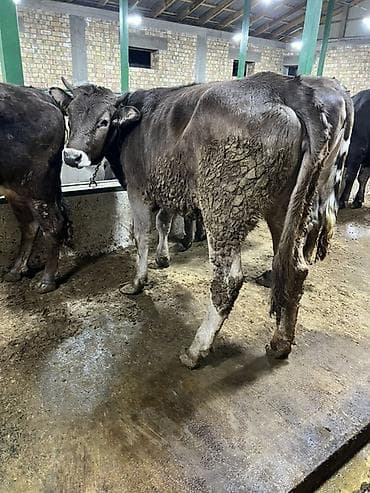 дамашный курица: Продаю | Корова (самка) | Для разведения — 1