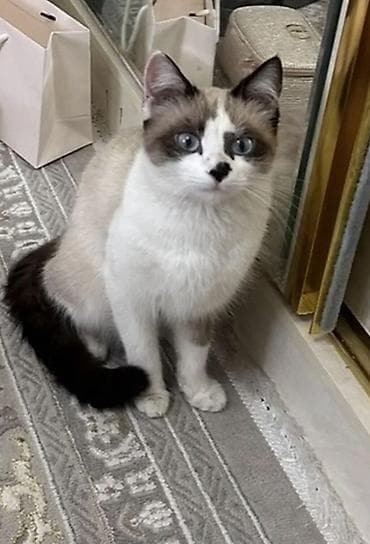египетская кошка цена: Сиамская, 8 месяцев, Девочка — 4