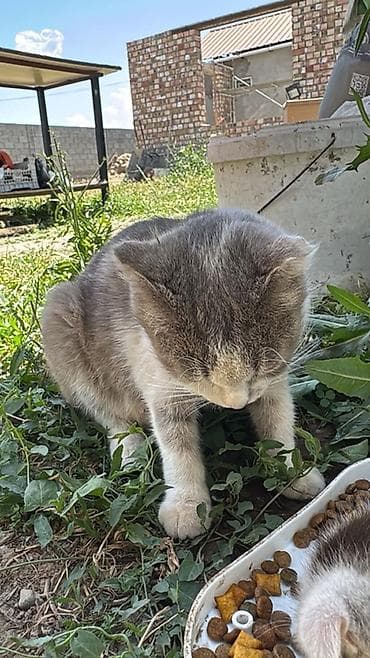 шотланские котята: Серый и черный самки А белый самец Котята домашние, разного окраса: - — 4