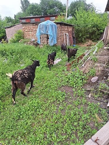 бенгальская кошка цена бишкек: Продаю | Коза (самка) | Для разведения — 2