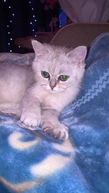 Скотиш Страйт (Шотландская прямоухая), 4 месяца, Мальчик, Серебристая шиншилла, Приучена к лотку