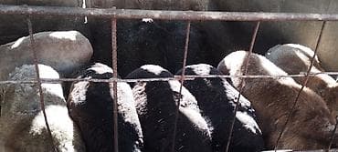 уй ала тоо парода: Продаю | Овца (самка) | Полукровка | Для разведения | Ярка — 2