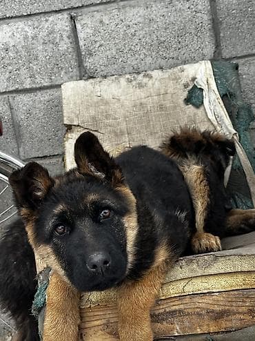 щенок овчарки цена: Немецкая овчарка, 2 месяца, Самка — 6