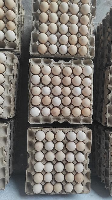 Азык-түлүктөр: Куриные яйца в лотках - Яйца столовые, калибр смешанный — 1