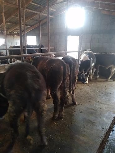 стаф щенки: Продаю | Бык (самец) | Полукровка | На откорм | Привязанные — 1