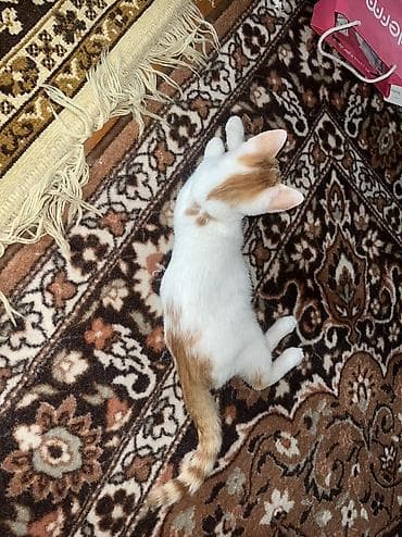 абиссинские котята: 4 месяца, Мальчик, Приучена к лотку — 3