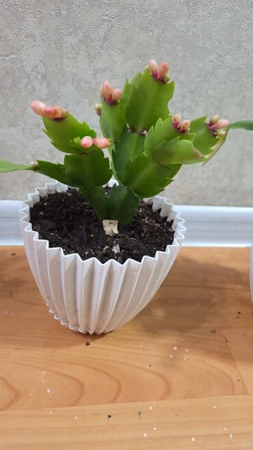 цветы замиокулькас: Декабрист (Schlumbergera, зигокактус) в горшке. - Компактные кустики — 5