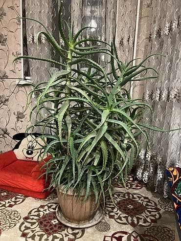 Алоэ (Aloe arborescens), крупный комнатный экземпляр в горшке