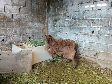 Айыл-чарба жаныбарлары: Сатам | Ургаачы кой (ургаачы) | Көбөйтүү үчүн — 1