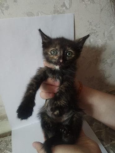 Мышыктар: Котята, помёт разноокрасочный: - Черный короткошёрстный котёнок с — 4