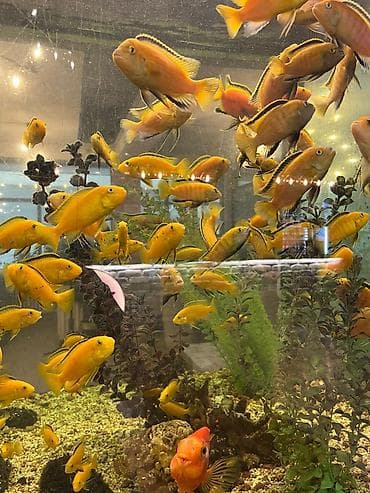 попуга: Аквариумные рыбы — яркие цихлиды (Malawi/Мбуна) и попугай-парарот — 5