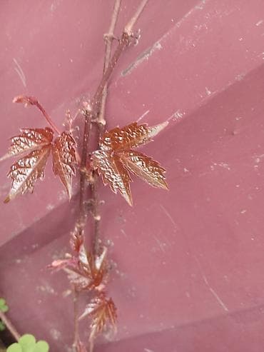 бумажная лоза: Продаю Черенки с корнем от Виноград 'Вичи'. пока что со спящей почкой — 3