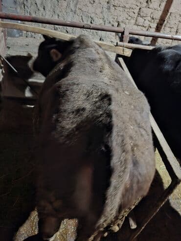 в добрые руки собаку: Продаю | Бык (самец), Тёлка | На забой — 8