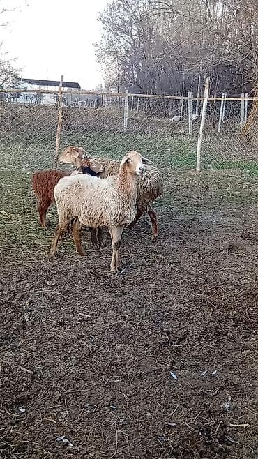 романовский порода: Продаю | Баран (самец) | Арашан — 5