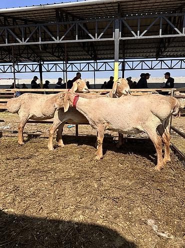 Продаю | Овца (самка) | Арашан