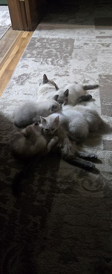 сиамский: Сиамская, 2 месяца, Девочка, Приучена к лотку — 2