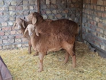 пчелы матки: Продаю | Овца (самка) | Для разведения | Матка — 1