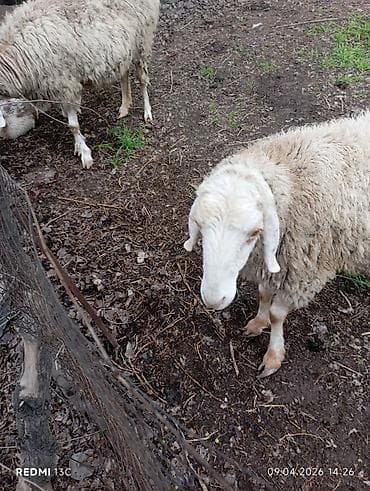 продаю птиц: Продаю | Овца (самка) | Для разведения | Матка — 2