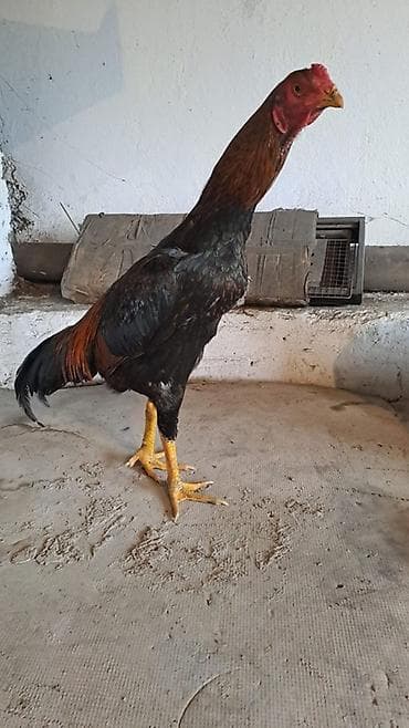 Айыл-чарба жаныбарлары: Сатам | Короздор | Тебиштирүүчү | Көбөйтүү үчүн — 10