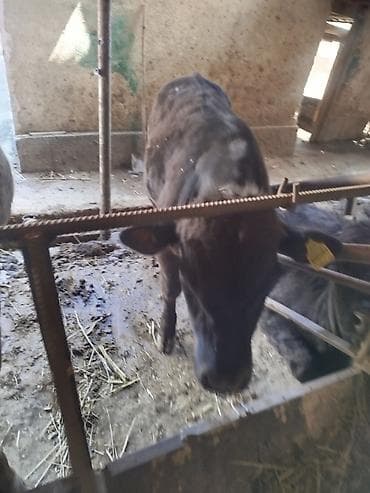 кулак тай: Продаю | Бык (самец) | На откорм | Привязанные — 3
