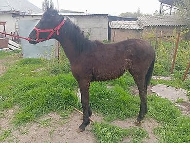 цена вислоухой кошки: Продаю | Жеребенок | Рабочий — 4