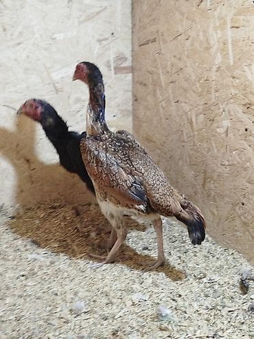 продам курей: Дакан мекиштер сатылат активный 8 штук бар алмашу жолдору бар жемге — 3